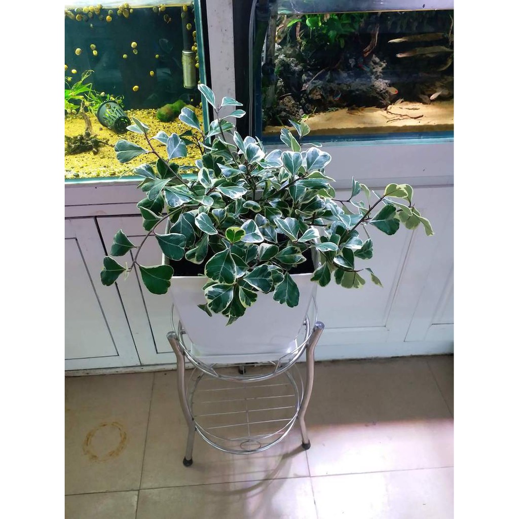 Cây Bàng Lá Tim Cẩm Thạch (Ficus deltoidea Jack f. Variegata, Bàng Lá Tim Cẩm Thạch)