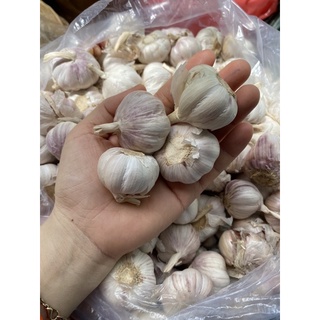 Tỏi Ta củ Vừa Phải bao đẹp