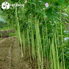 Hạt Giống Đậu Đũa F1(Gói 50 hạt)Siêu dễ trồng-Năng suất cao-Tổng kho hạt giống giá rẻ