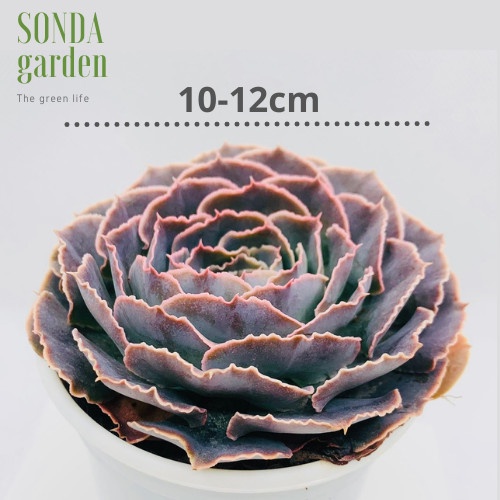 Sen đá bắp cải light purple SONDA GARDEN size trung bình 10-12cm, xuất xứ Đà Lạt, khoẻ đẹp, lỗi 1 đổi 1