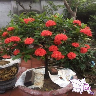 Mẫu Đơn Ta 🌲FREESHIP🌲 Đủ Màu [ Cây giống ]