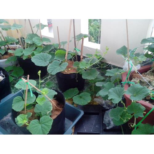 HẠT GIỐNG DƯA LÊ LỤC NGỌC SIÊU NGỌT F1