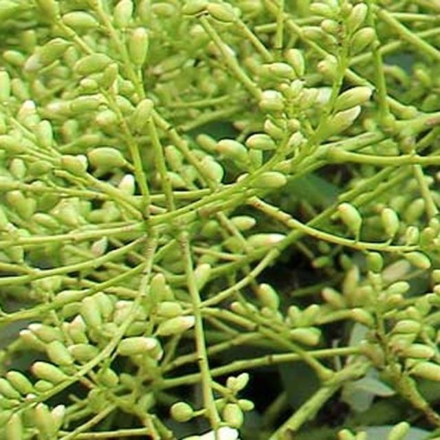 1kg Hoa hòe sao khô chữa huyết áp cao, mát gan