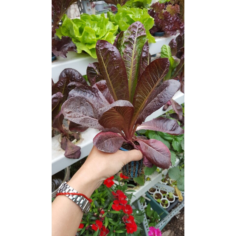 Hạt Giống Rau Xà Lách Romaine Đỏ Chịu Nhiệt  - Giàu Dinh Dưỡng, Năng Suất Cao - MUA 3 TẶNG 1 CÙNG LOẠI