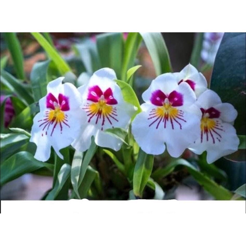 Hoa Lan Vũ Nữ Motonia Sỉ 4k