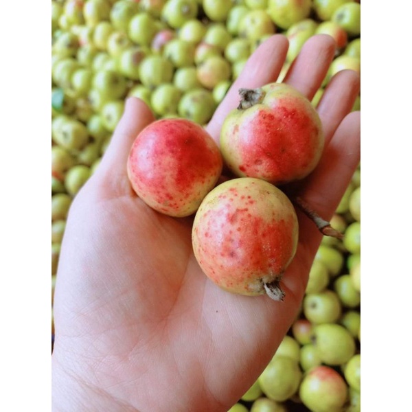 Táo mèo má hồng táo mèo đồi thông túi 5kg