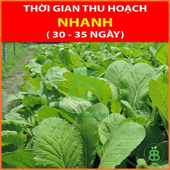 Hạt Giống Cải Bẹ Xanh 20Gr Chịu Nhiệt, Dễ Trồng