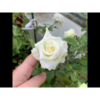 Chậu Hoa hồng Pope John Paul II