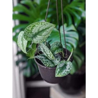 Cây Trầu bà pháp