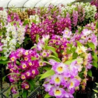 Dendro xuân cây giống