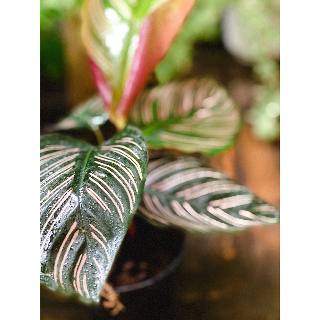 Cây Calathea ornata Sanderiana (Đuôi Công Đen, Hắc Công Vỹ) chậu nhựa