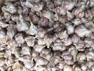 Tỏi ta cắt cuống