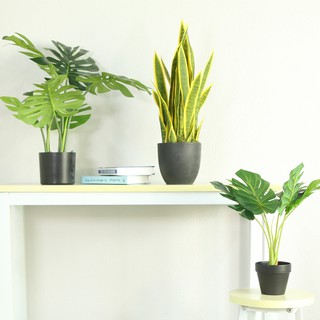 Cây bàng sing giả 60cm-170cm