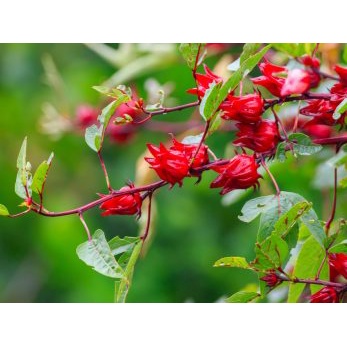 Shop 1K - Hạt Giống Atiso Xanh - 20 Hạt