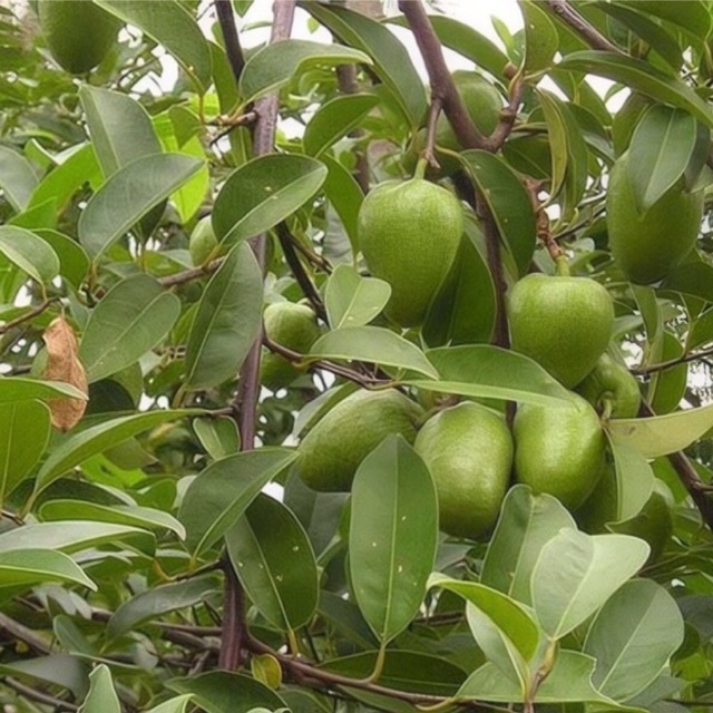 Trái bình bát tươi { quả bình bát} 1kg