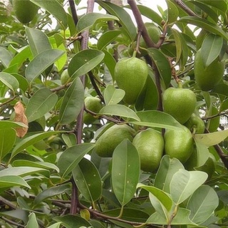 Trái bình bát tươi { quả bình bát} 1kg