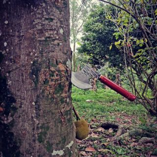 Búa rìu đi rừng, bổ củi, trưng bày...ko