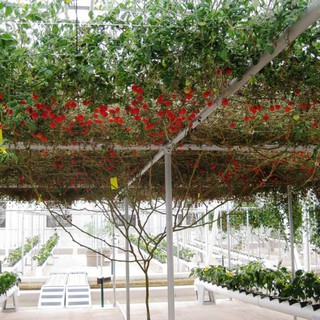 Hạt giống cà chua bạch tuộc