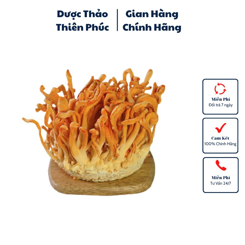 Đông trùng hạ thảo Thiên Phúc 3 hộp cây tươi 120gr