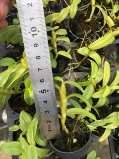 Hoa lan - Chớp Mỹ cây giống