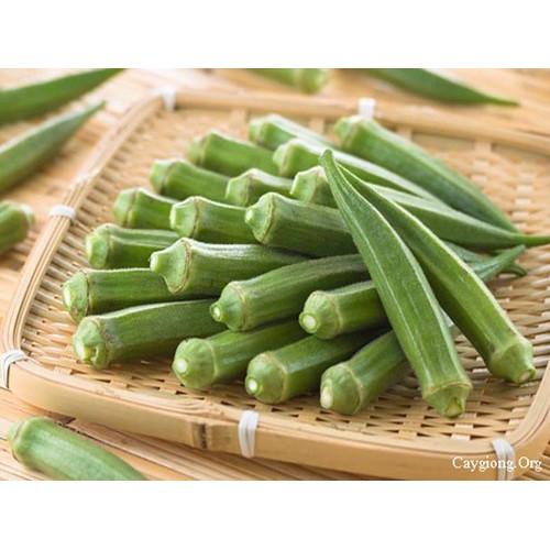 Hạt Giống Đậu Bắp Cao Sản Trái Trắng