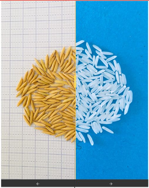 GẠO SÓC TRĂNG ST25 - Gạo ngon nhất thế giới