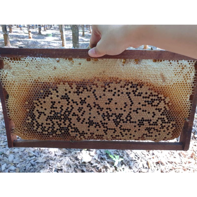 [ Organic] Mật Ong Hoa Cà Phê Đắk Lắk Nguyên Chất 1 lít Thơm Ngon,bổ dưỡng