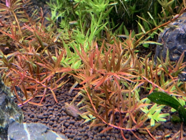 Rotala H'ra - 50k/ 20 ngọn