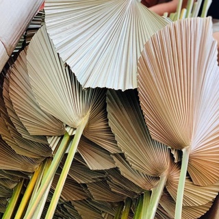lá cọ khô trang trí combo 10 lá