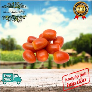 Hạt Giống Cà Chua Bi Vườn Xinh DIY - (CHÍNH HÃNG) Hà Nội Xanh dễ trồng , năng suất , an toàn , dinh dưỡng