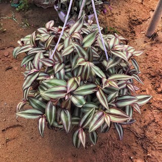 Cây Thài Lài Tím   nhiều nhánh sum suê, cây phát triển nhanh trang trí ban công sân vườn