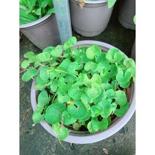 Chậu Rau Má