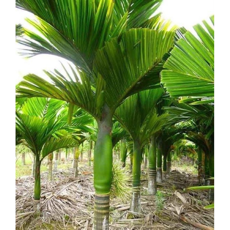 COMBO 30 cây cau lùn tặng 1 cây