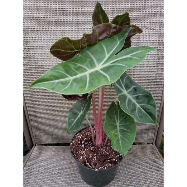 Chậu cứng Alocasia morocco- pink dragon