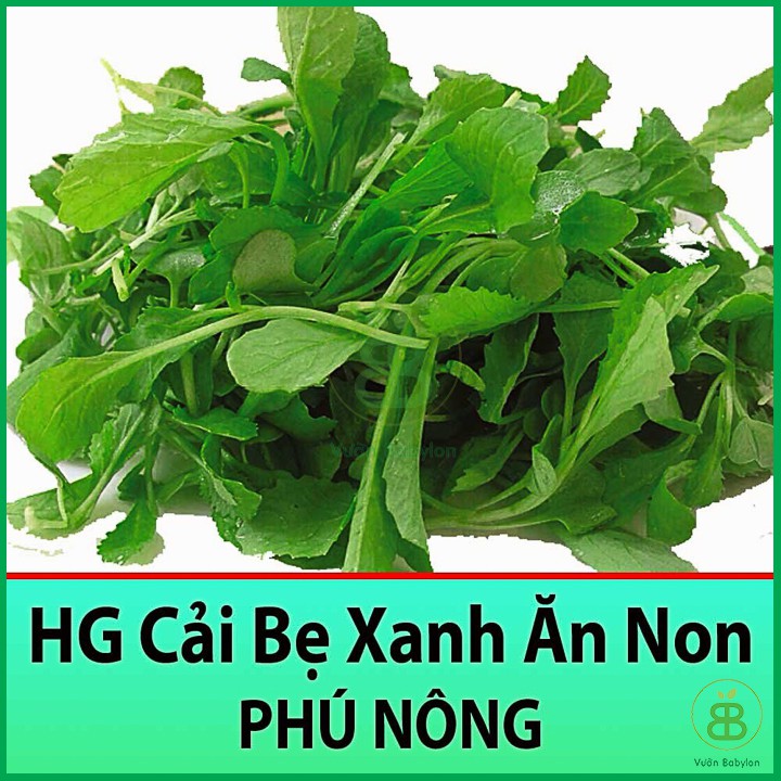 Hạt Giống Cải Bẹ Xanh Ăn Non 20Gr Năng Suất Cao, Nhanh Thu Hoạch