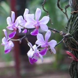 lan hồ điệp rừng lá gấm