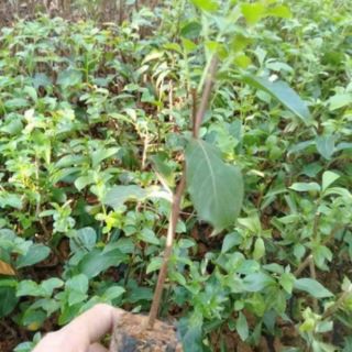 com bo 2 tường vi giống 2 màu
