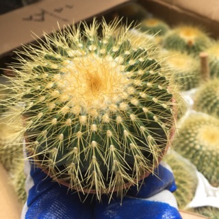 Xương rồng bóng vàng