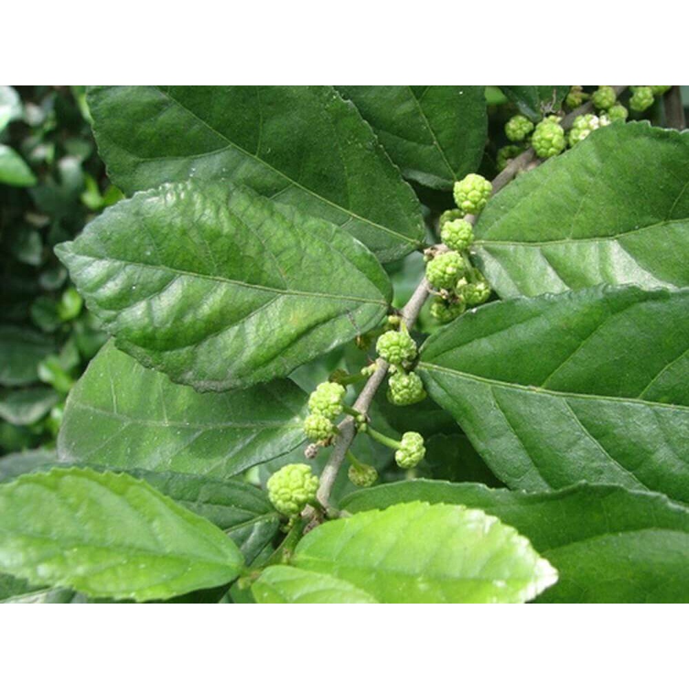 Combo 1kg cây Duối nhám dùng làm dược liệu