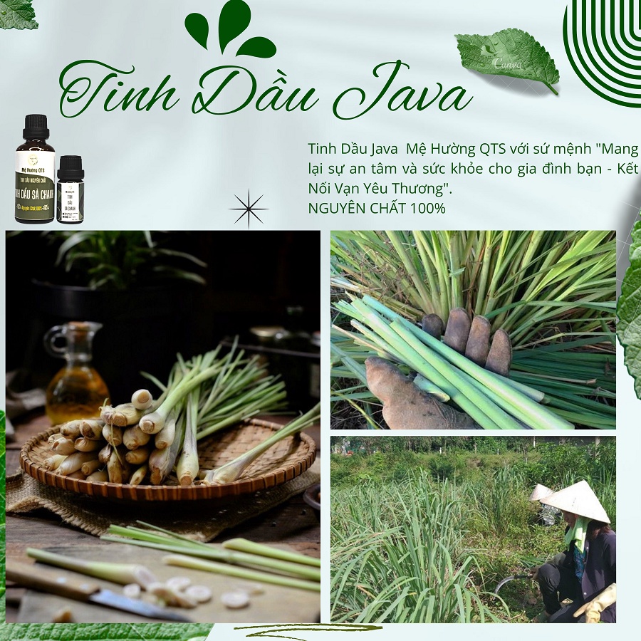 Tinh dầu sả Java nguyên chất nhà nấu đuổi muỗi,đuổi ruồi, côn trùng khử mùi Mệ Hường Quảng Trị 10ml, 50ml