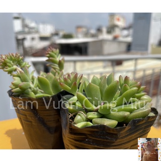 Sen Đá Mặt Trời 🌞🌞🌞 - Size Bầu