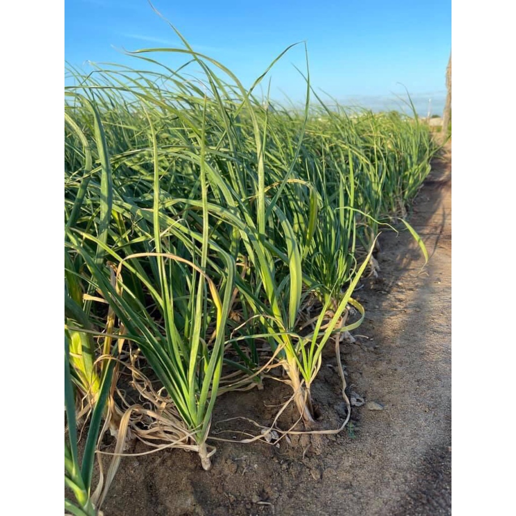 Hành Tím sạch nhà trồng - Phan Rang_Ninh Thuận