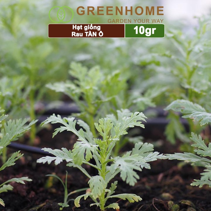 Hạt giống rau Tần ô, gói 10g, cải cúc dễ trồng, thu hoạch nhanh R02 |Greenhome