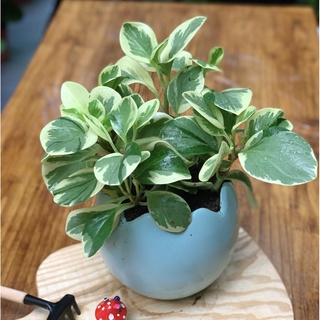 <CÂY PHONG THỦY>Cây trường sinh "cẩm thạch" - viền vàng và đỏ