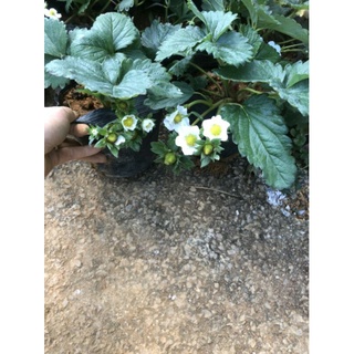 Bầu dâu hana chịu nhiệt