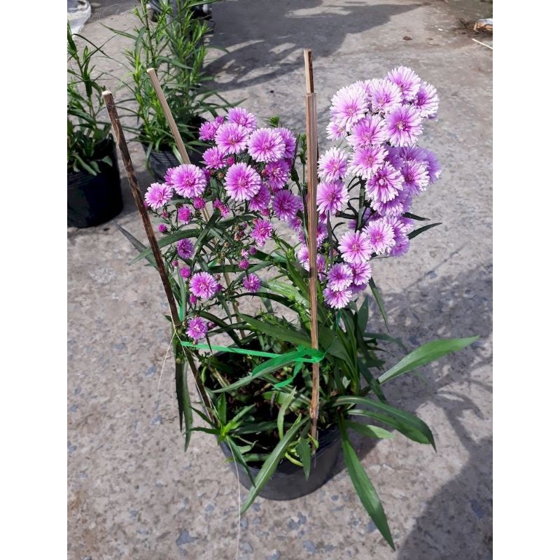 Hạt giống hoa Thạch Thảo hồng_Hoa đuổi muỗi