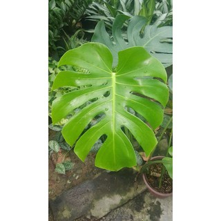 trầu lá xẽ nam mỹ Monstera Delicious