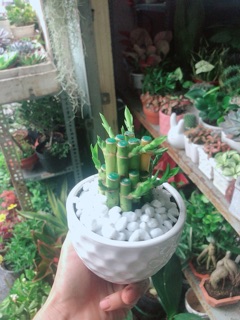 Chậu Cây Trúc Phát Tài