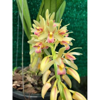 Hoa lan kiếm Semir aloifoum