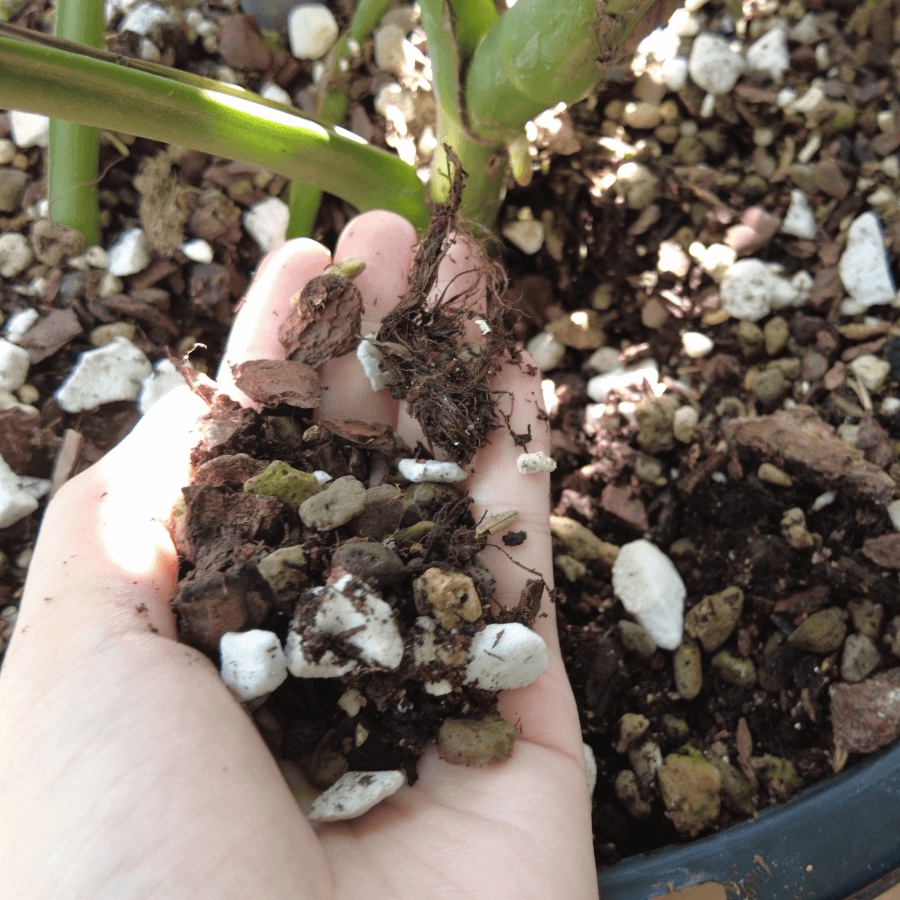 Đất trồng, giá thể trộn sẵn Potting Soil BA dành cho kiểng lá, cây trong nhà, nguyên liệu cao cấp - bao 20 dm3